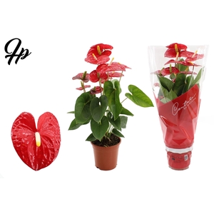 Anthurium 17 cm Jambo Red in Couture sleeve
