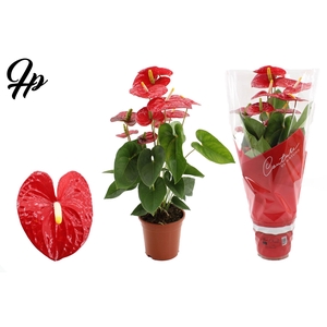 Anthurium 17 cm Jambo Red in Couture sleeve