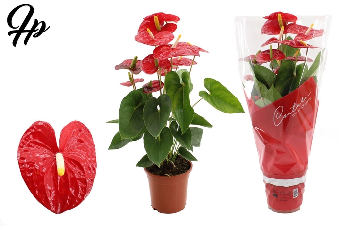 <h4>Anthurium 17 cm Jambo Red in Couture sleeve</h4>
