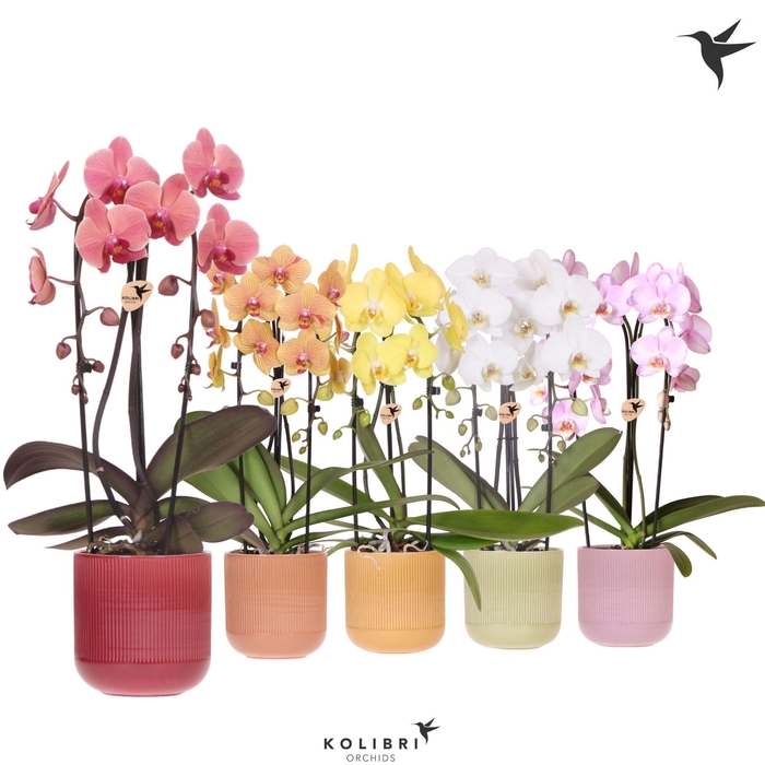 <h4>Kolibri Orchids Phalaenopsis Cascade Niagara Fall mix 2 spike in Flare pot mix</h4>
