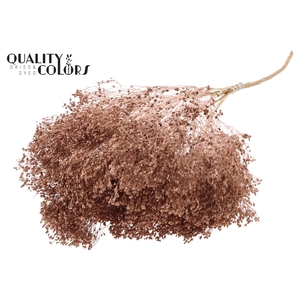 Broom Bloom p/bunch in poly Copper