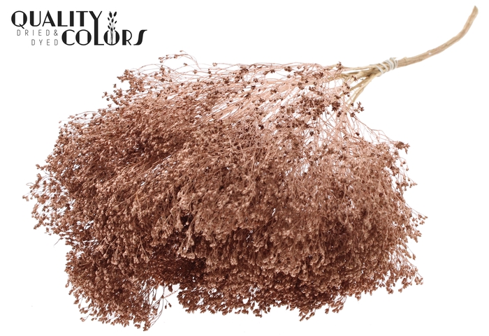 Broom Bloom p/bunch in poly Copper