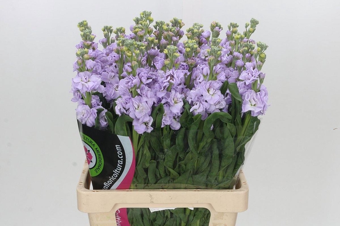 <h4>MATTH IRON MARINE</h4>