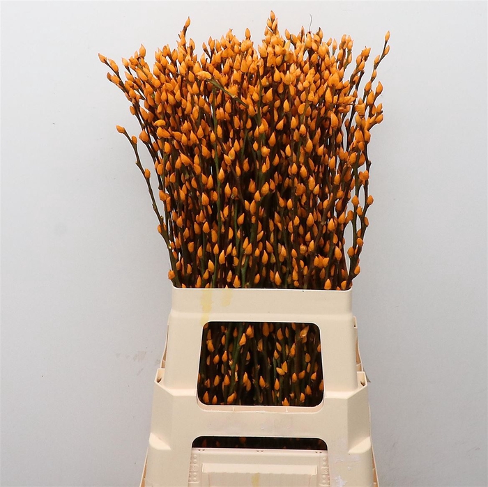 <h4>Salix Snow Flake Klb Apricot</h4>