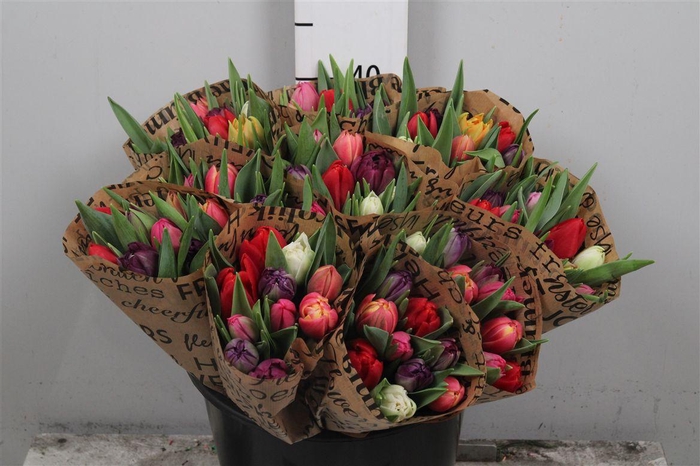 <h4>Tu Du Gemengd</h4>