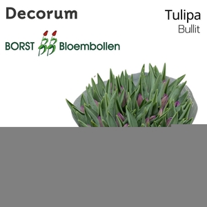 Tulipa si bullit