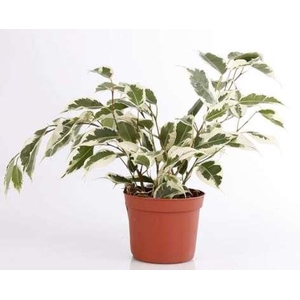 FICUS BENJAMINA