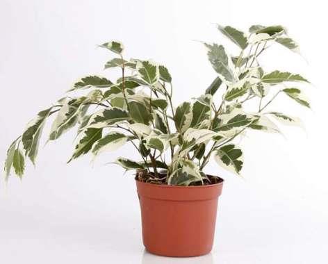 <h4>FICUS BENJAMINA</h4>