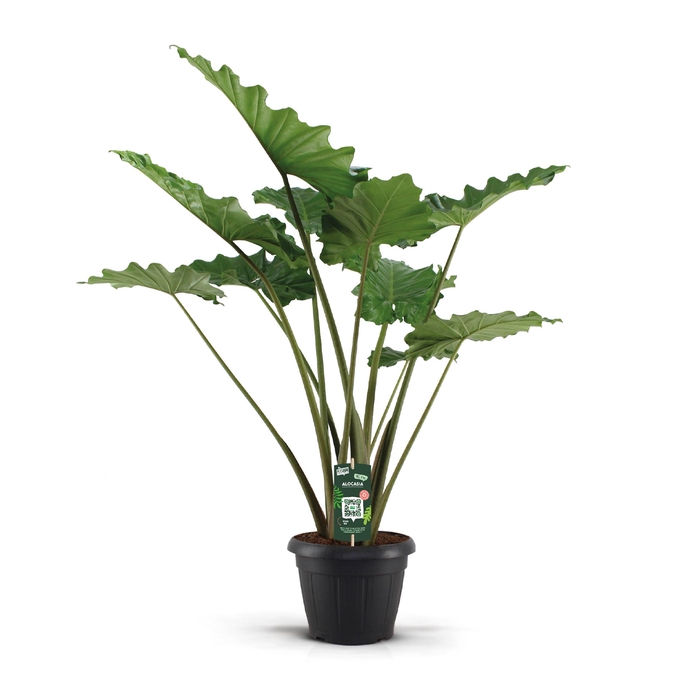 <h4>Alocasia portodora</h4>