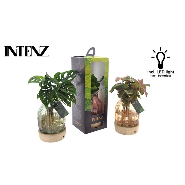 <h4>Intenz mix in Florence glas + LED + verpakking - levertijd: 24 u</h4>