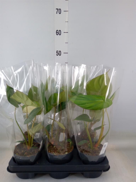 <h4>Philodendron   ...</h4>