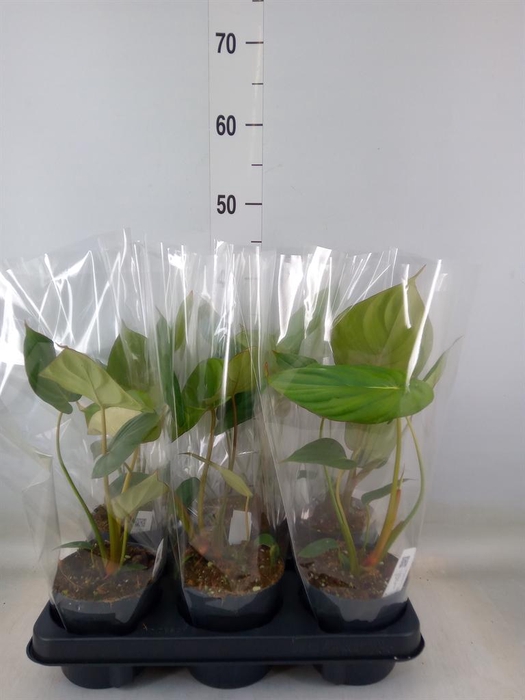 <h4>Philodendron ...</h4>