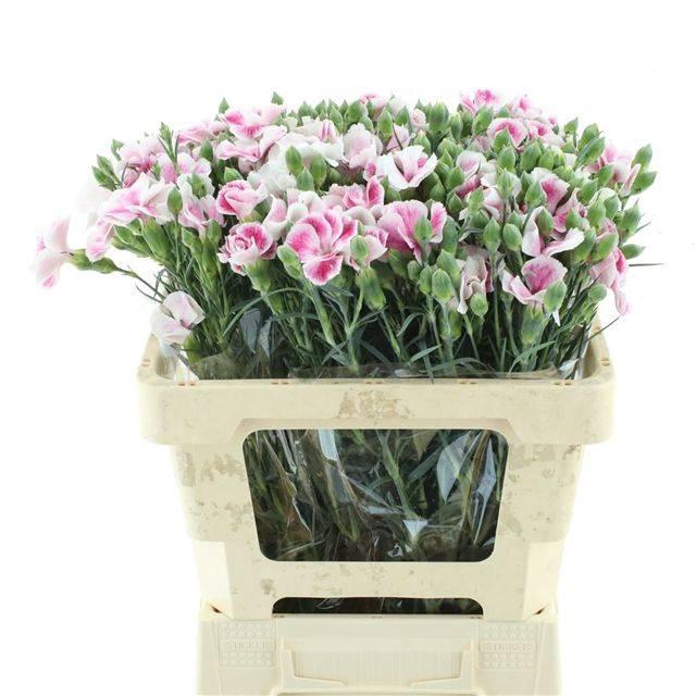 <h4>DI TR SOLANDIS BLUSHFLY</h4>