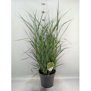 Panicum virgatum
