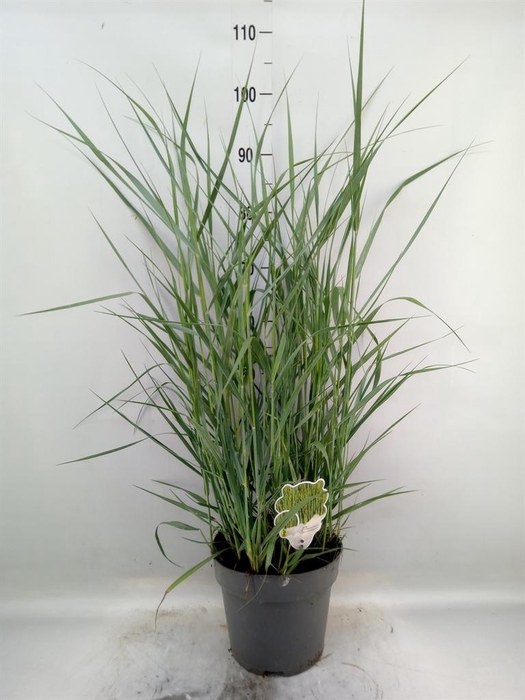 <h4>Panicum virgatum</h4>