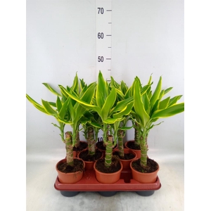 Dracaena frag. 'Golden Coast'