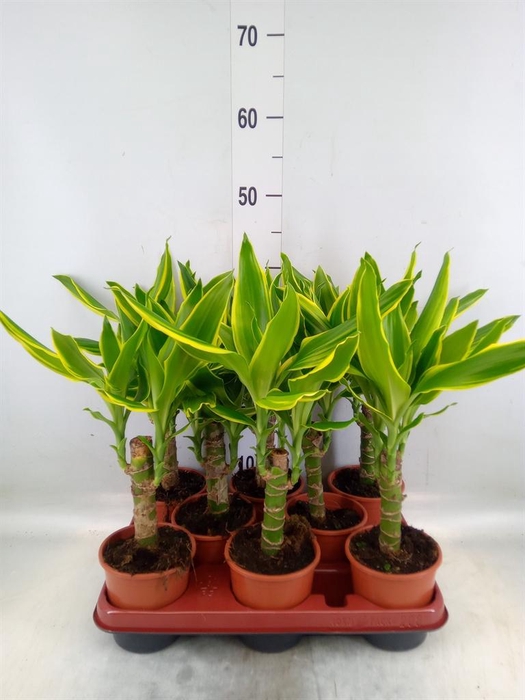 <h4>Dracaena frag. 'Golden Coast'</h4>
