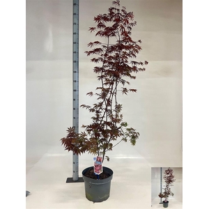 Acer palmatum 'Trompenburg'