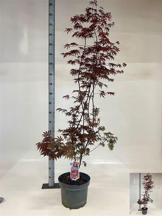 <h4>Acer palmatum 'Trompenburg'</h4>