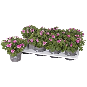 Pelargonium Pelargonium Grandifloru
