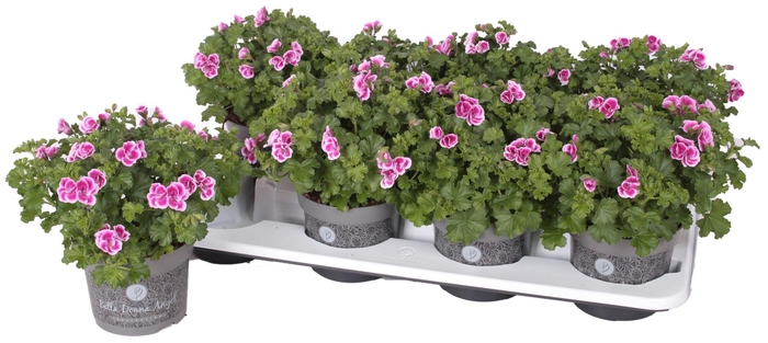 <h4>Pelargonium Pelargonium Grandifloru</h4>