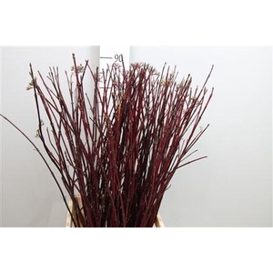 Cornus Alba Sibirica