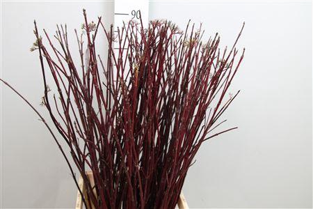 <h4>Cornus Alba Sibirica</h4>