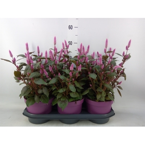 Celosia spic. 'Wild Pink'