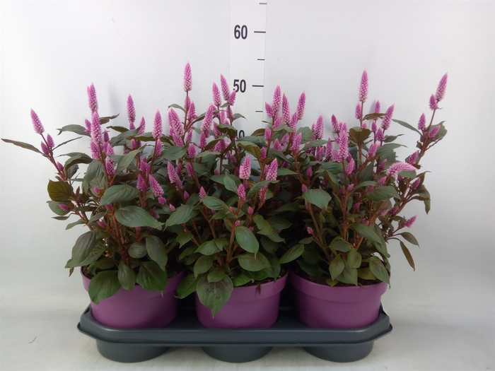 <h4>Celosia spic. 'Wild Pink'</h4>