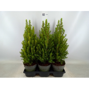 Picea glauca 'Perfecta'