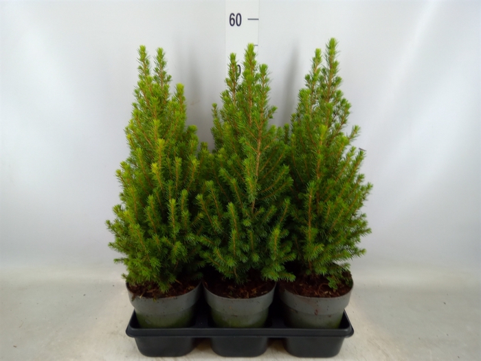 <h4>Picea glauca 'Perfecta'</h4>