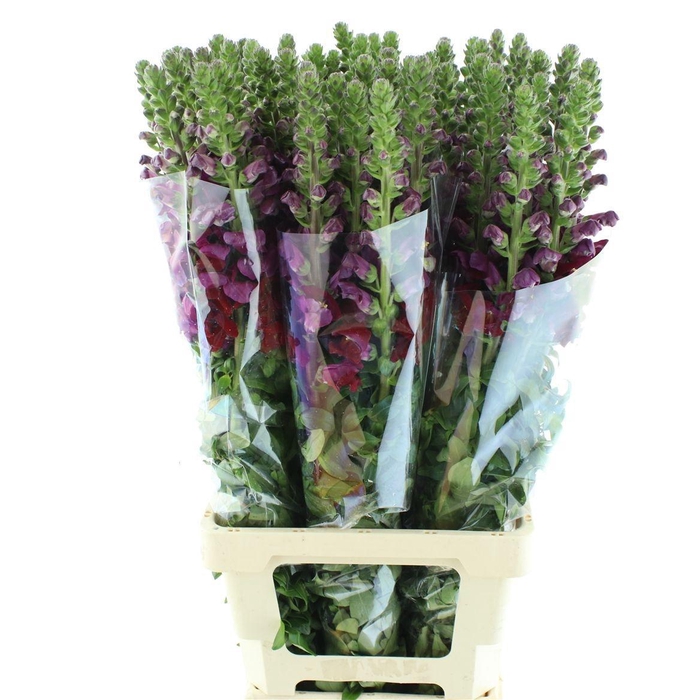 <h4>ANTIR MARY RED</h4>