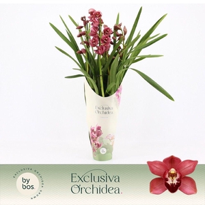 Cymbidium, Jolly Red 5-spike P14 'Exclusiva Orchidea' Potcover