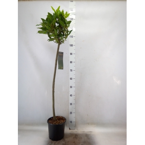 Laurus nobilis