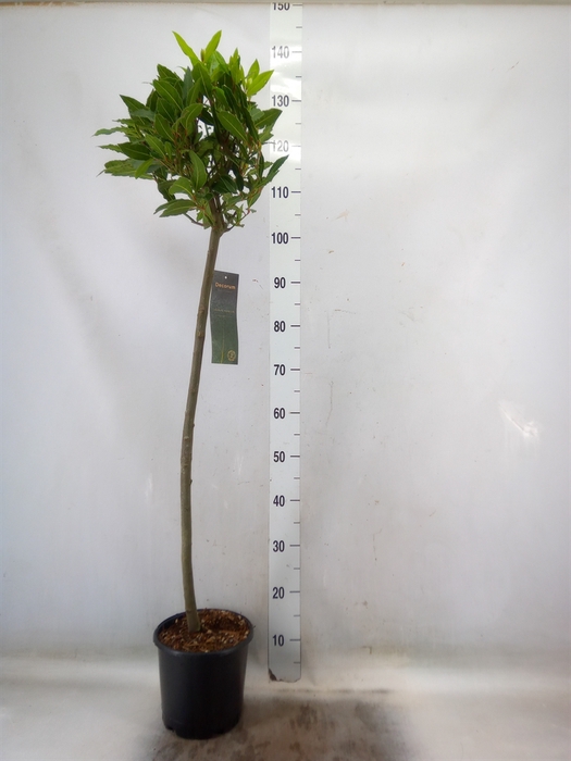 <h4>Laurus nobilis</h4>