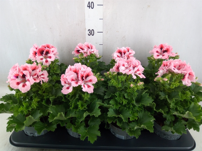 <h4>Pelargonium gran.   ...</h4>