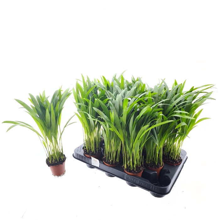 <h4>DYPSIS LUTESCENS</h4>