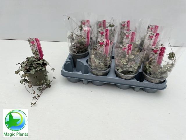 <h4>CEROPEGIA WOODII SUP</h4>