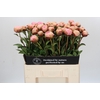 Paeonia Albert Crousse
