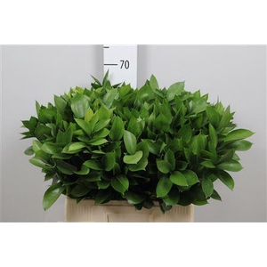 Ruscus Hypophyllum