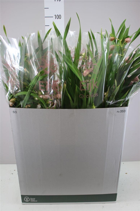 <h4>Cymb Roze 5pp</h4>