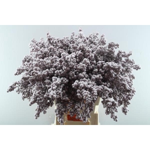 Peper Bes Op Stok Icy Rose