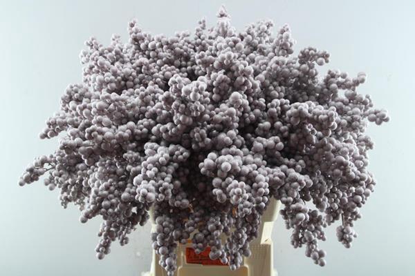 <h4>Peper Bes Op Stok Icy Rose</h4>