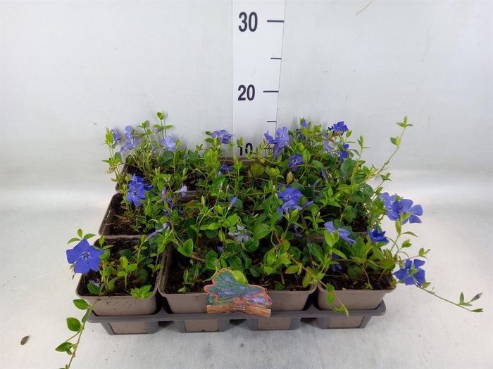 <h4>Vinca minor</h4>