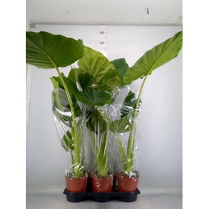 Alocasia macrorrhizos