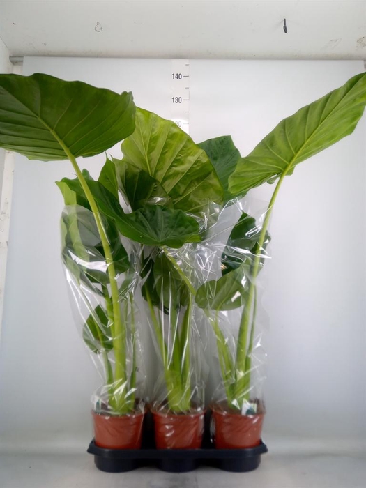 <h4>Alocasia macrorrhizos</h4>