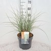 Miscanthus sinensis Morning Light