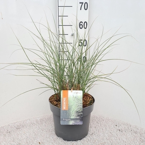 Miscanthus sinensis Morning Light