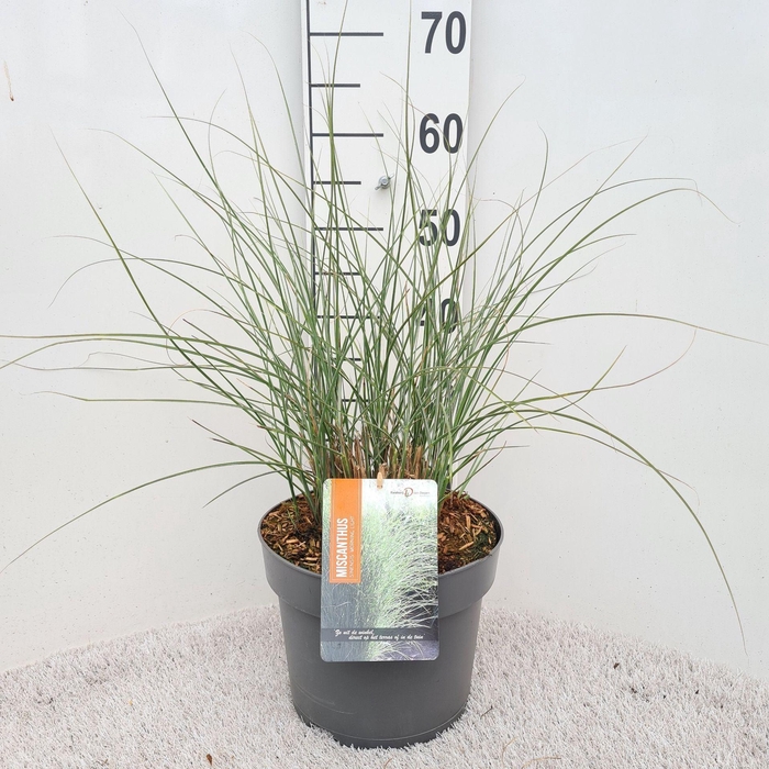 <h4>Miscanthus sinensis Morning Light</h4>