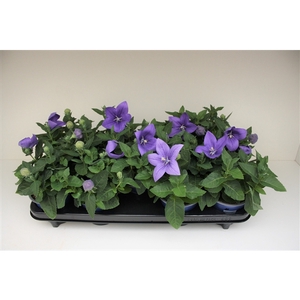 Platycodon Blue